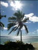 Palm Tree at our Resort